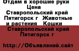 Отдам в хорошие руки.  › Цена ­ 1 - Ставропольский край, Пятигорск г. Животные и растения » Кошки   . Ставропольский край,Пятигорск г.